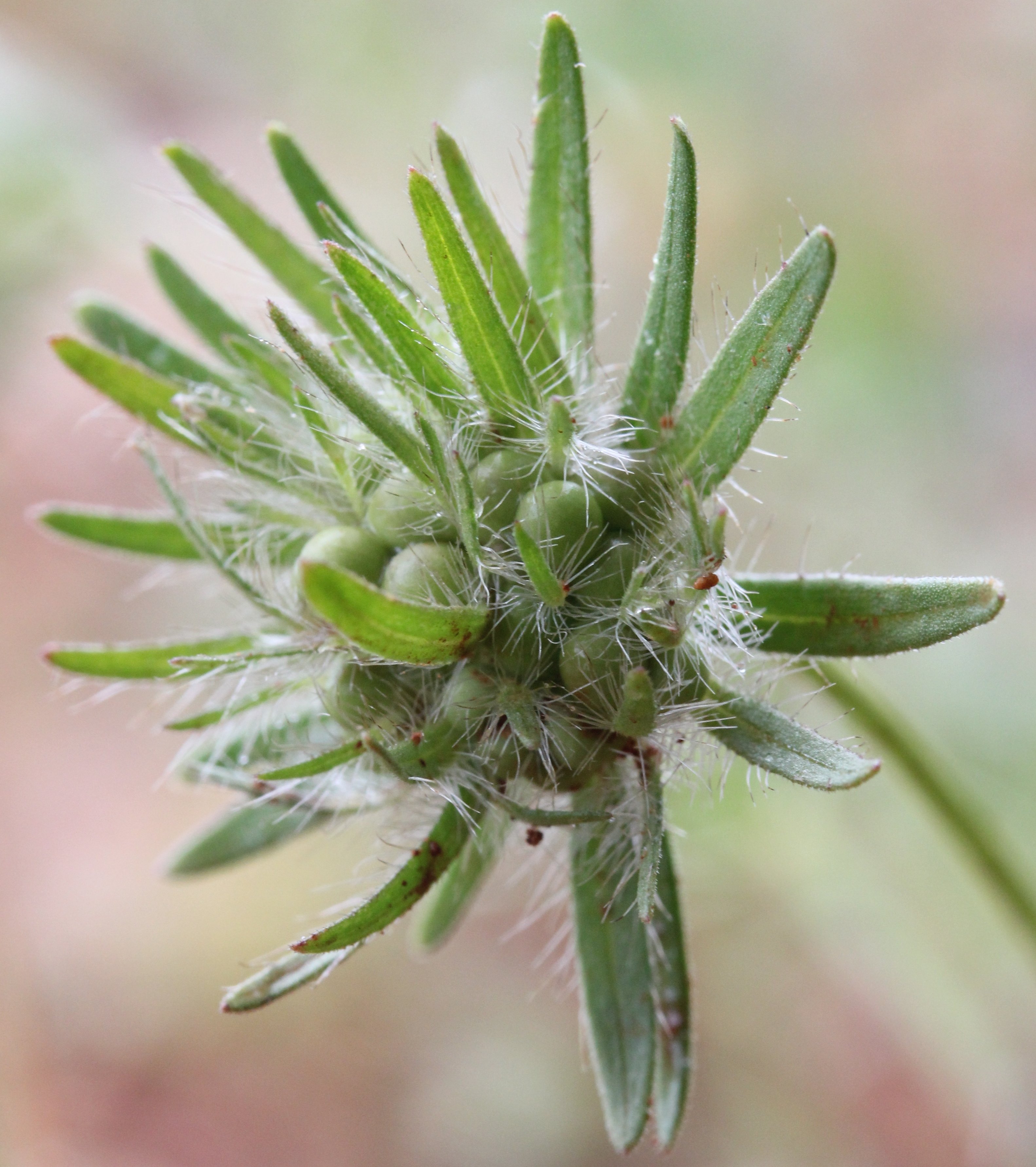 asperula arvensis