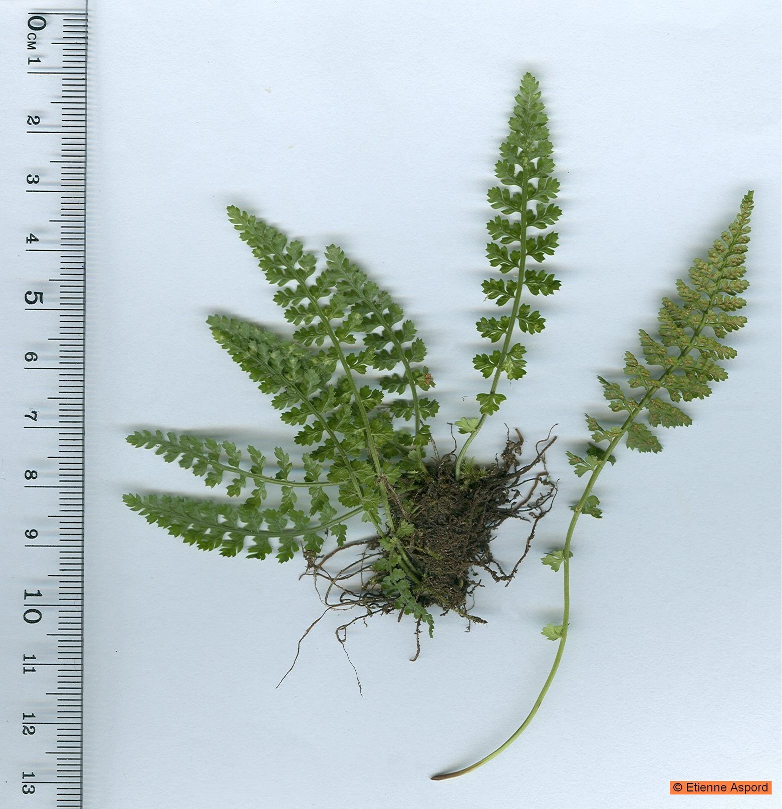 asplenium fontanum