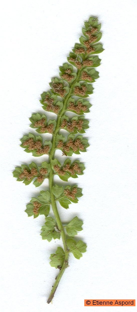 asplenium fontanum