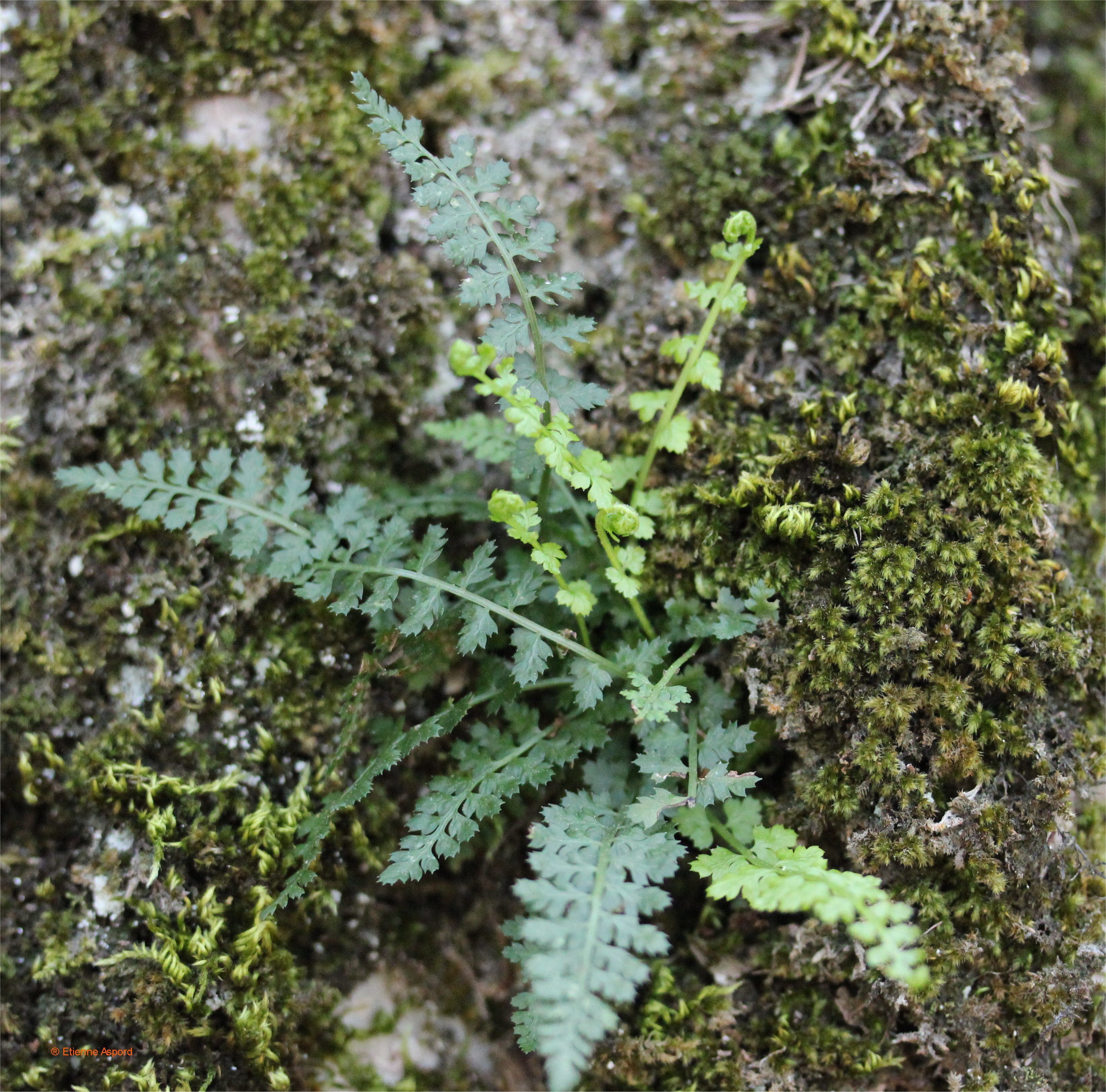 asplenium fontanum