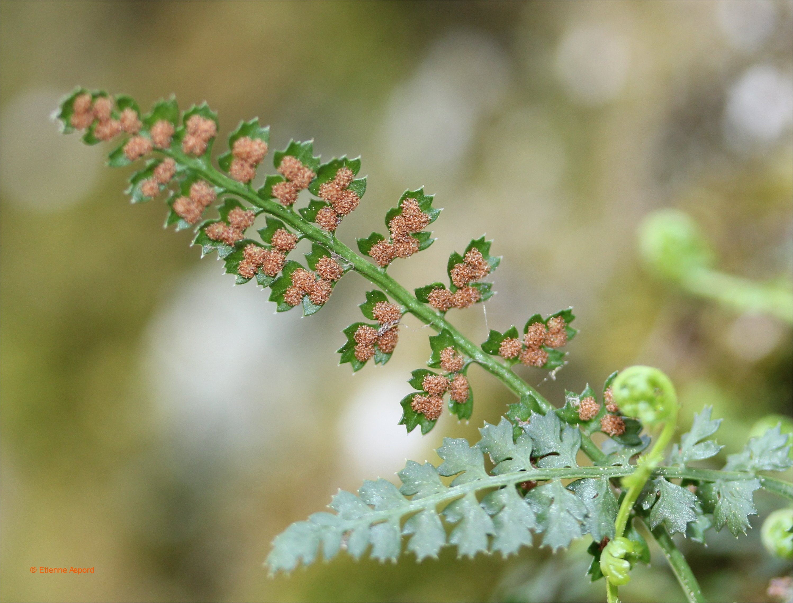 asplenium fontanum