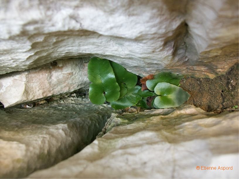 asplenium sagitattum tout.jpg