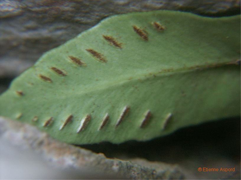 asplenium sagitattum tout.jpg
