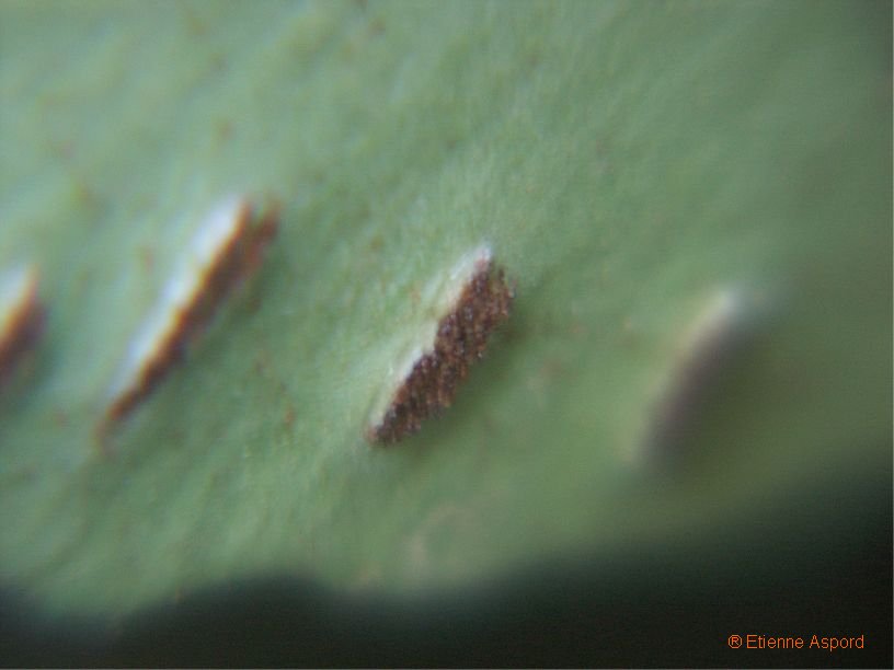 asplenium sagitattum tout.jpg