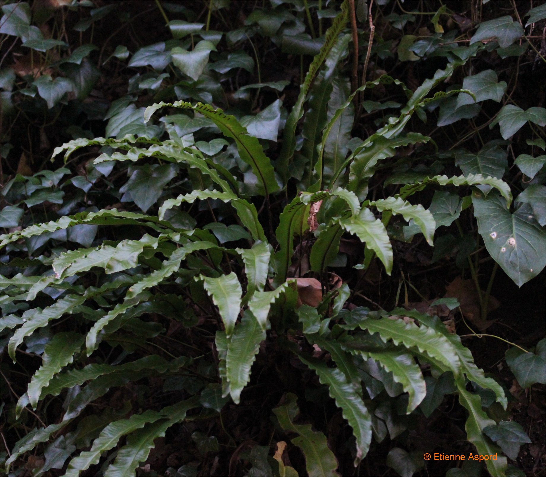 asplenium scolopendrium