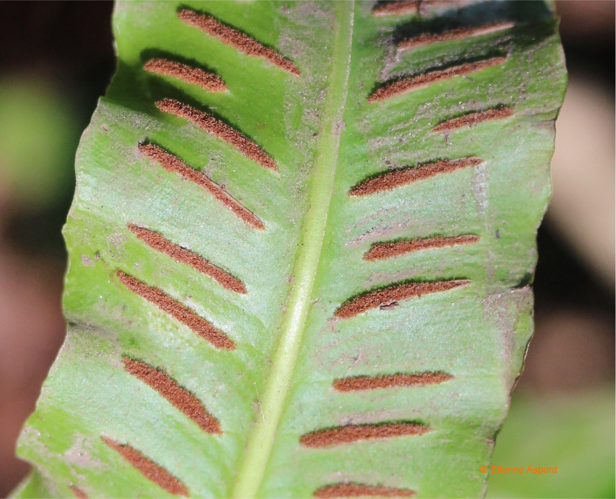 asplenium scolopendrium