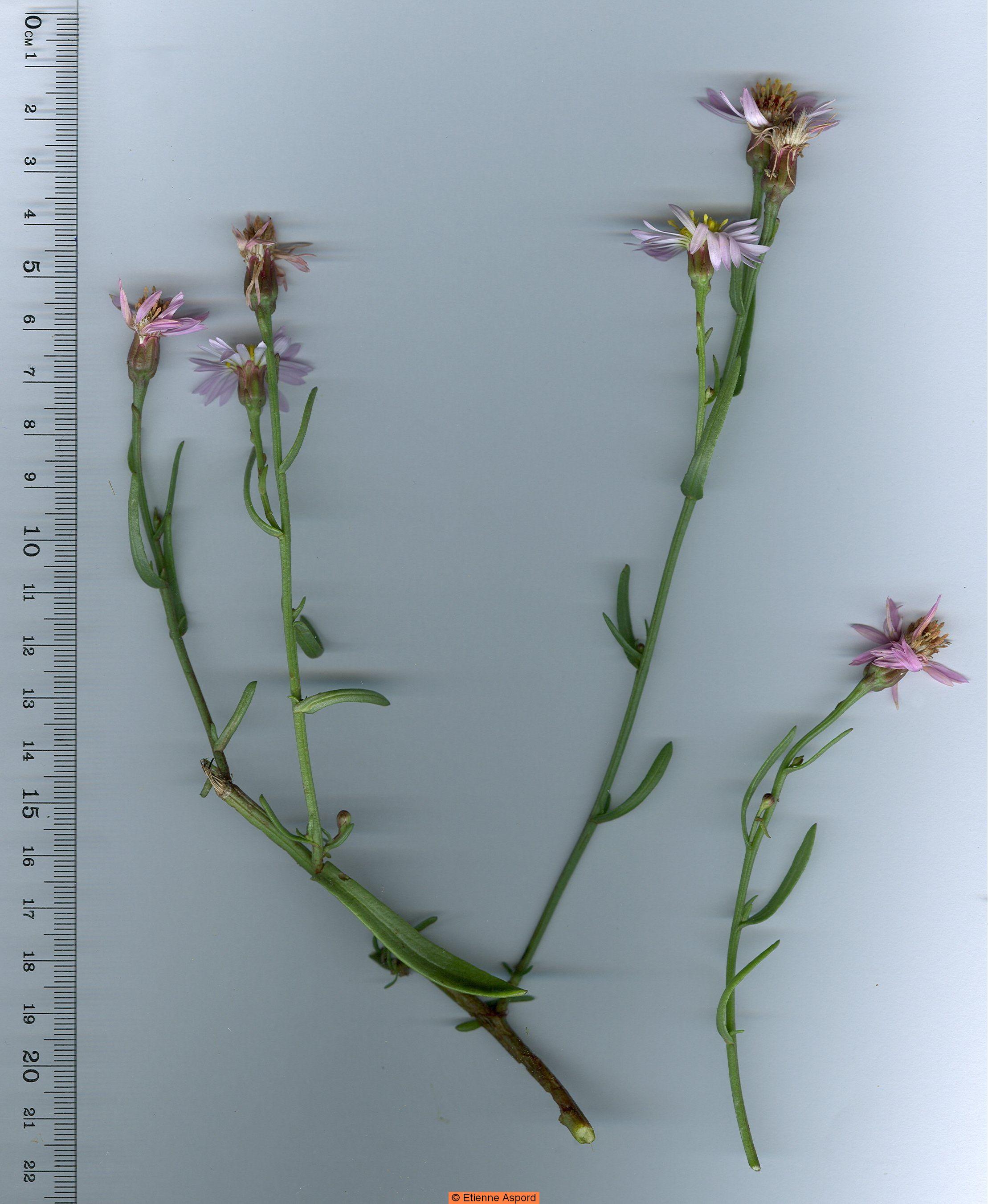 aster tripolium