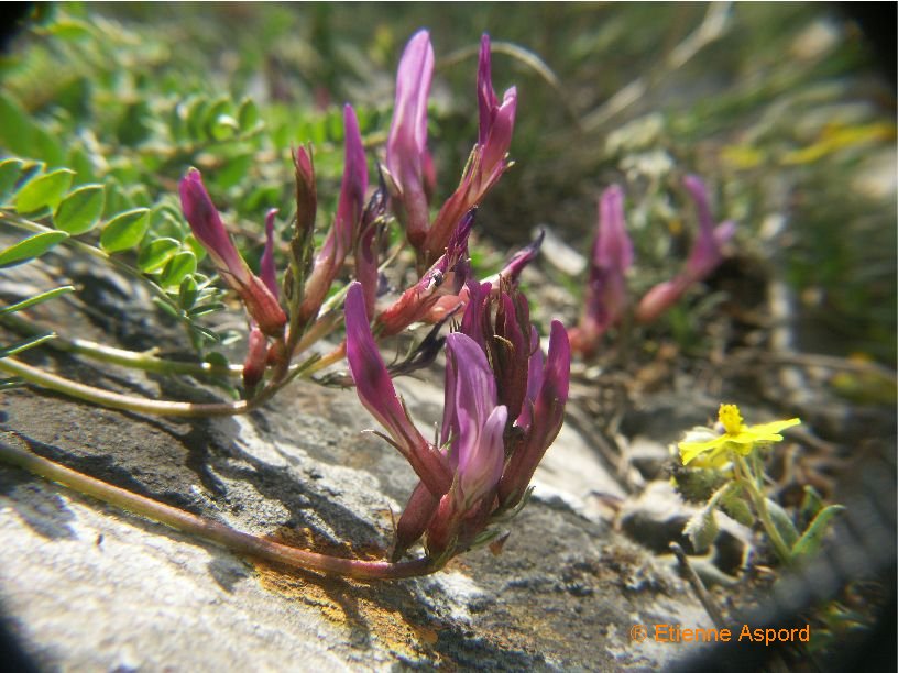 astragalus monspessulanus