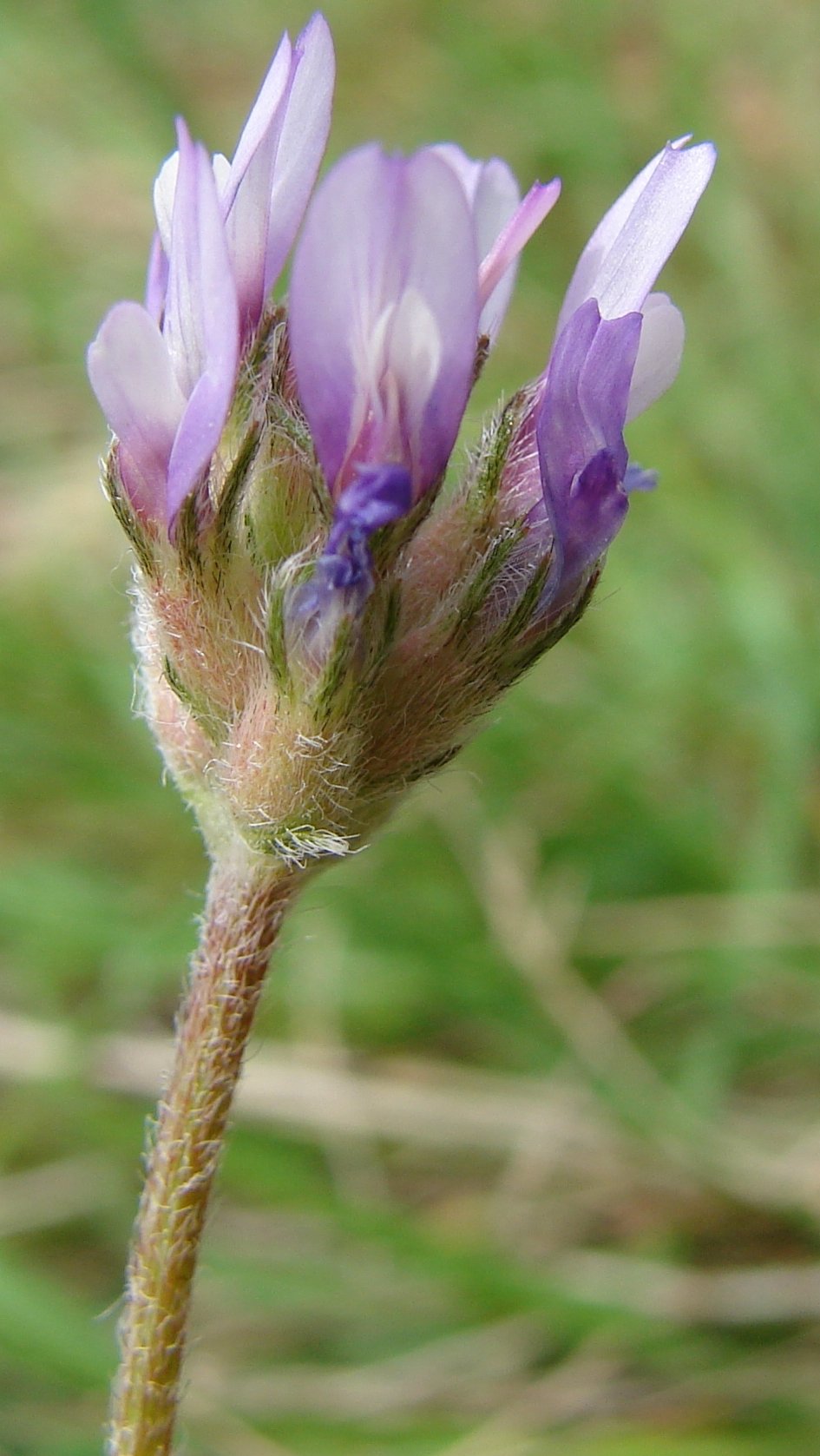 astragalus stella