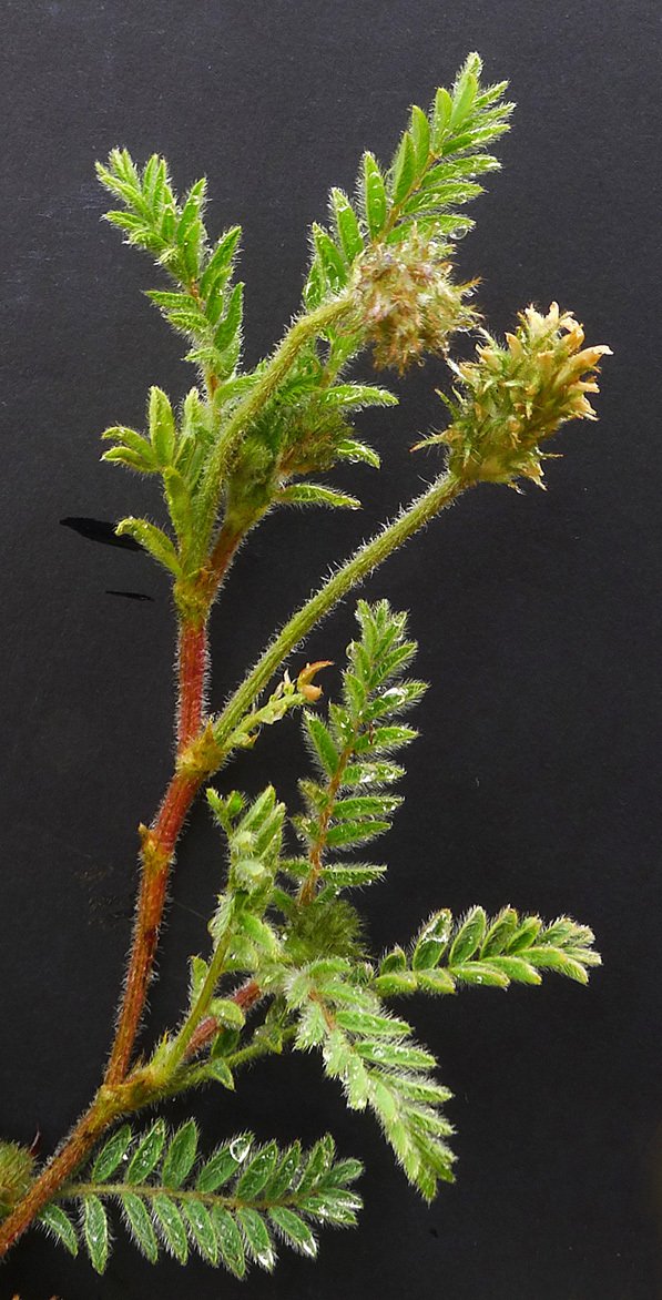 astragalus stella