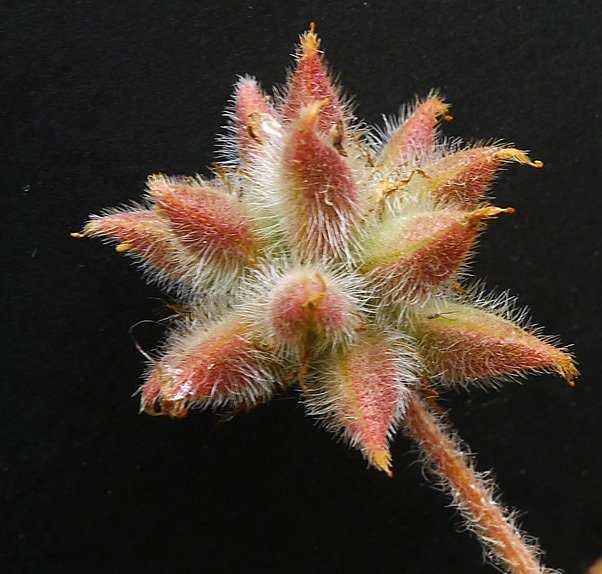 astragalus stella
