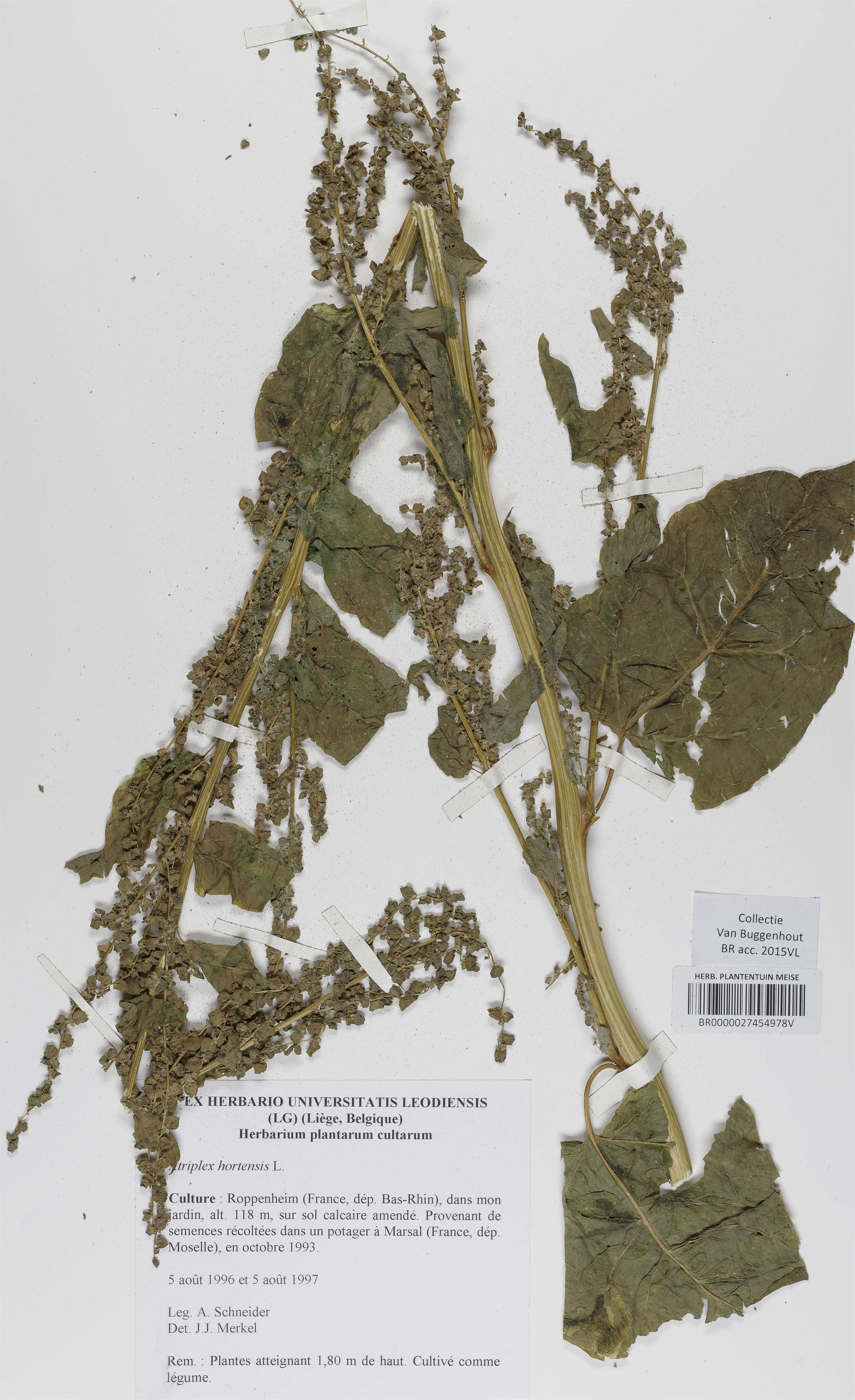 atriplex hortensis