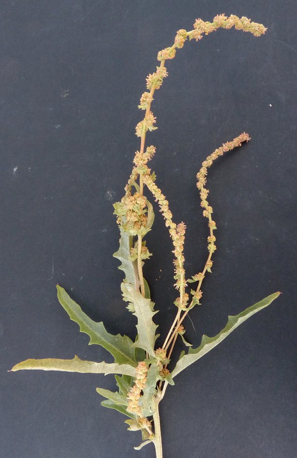 atriplex rosea