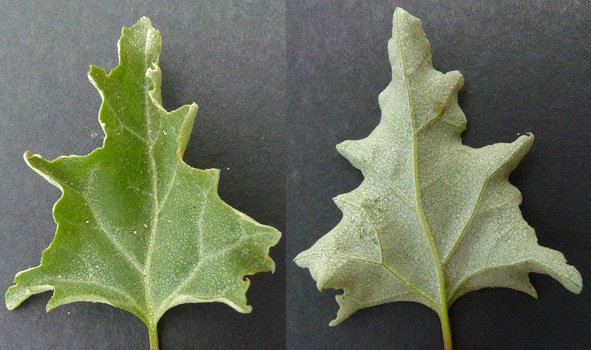 atriplex rosea