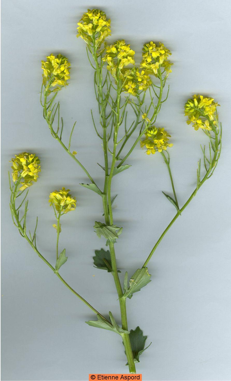 Barbarea vulgarisbarbarea vulgaris