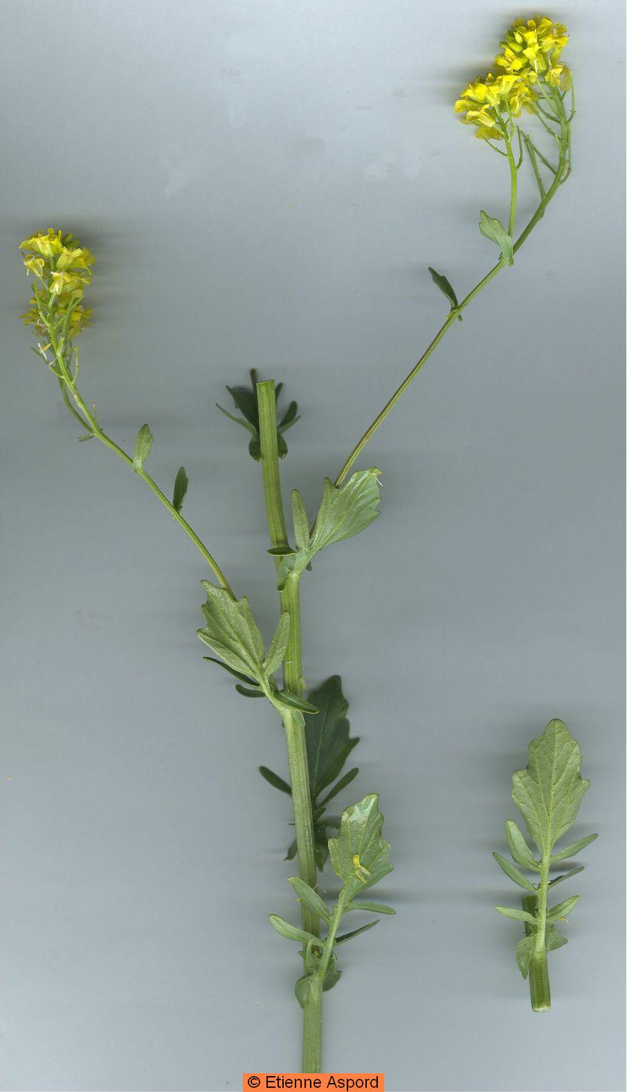 Barbarea vulgarisbarbarea vulgaris