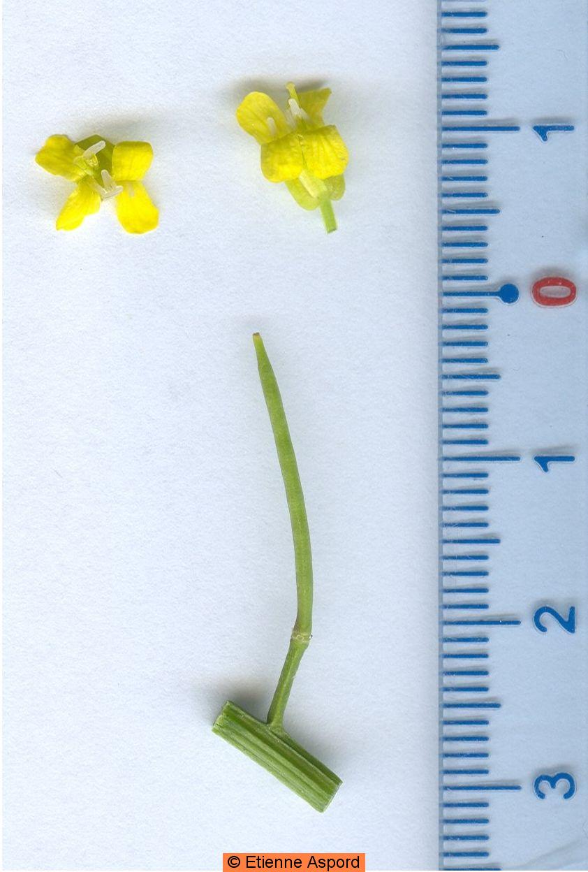 Barbarea vulgarisbarbarea vulgaris