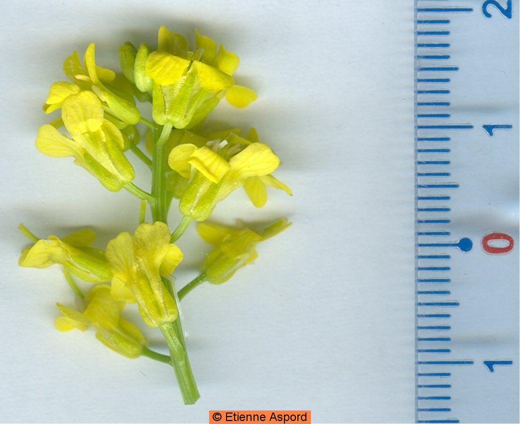 Barbarea vulgarisbarbarea vulgaris