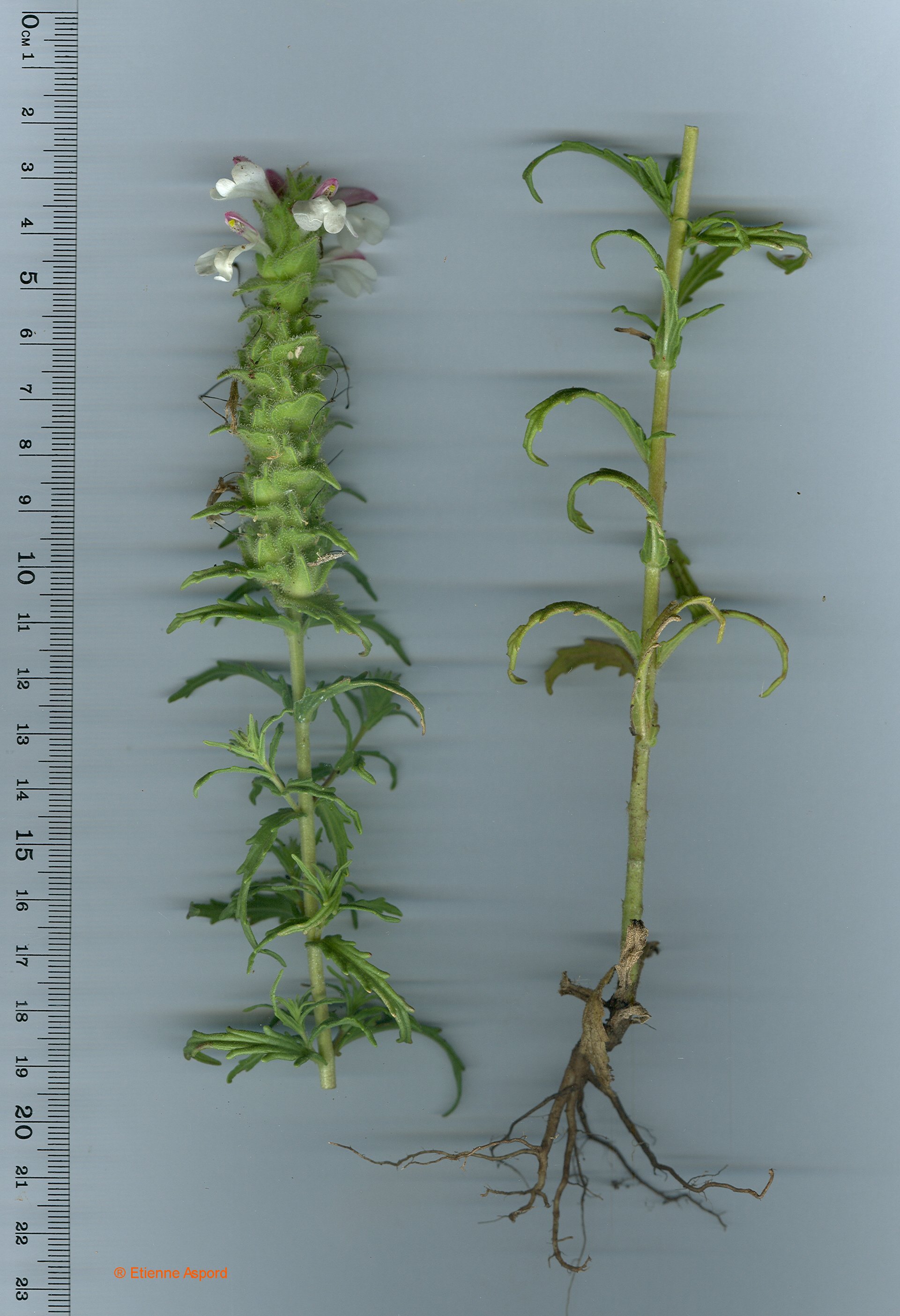 Bartsia trixagobartsia trixago