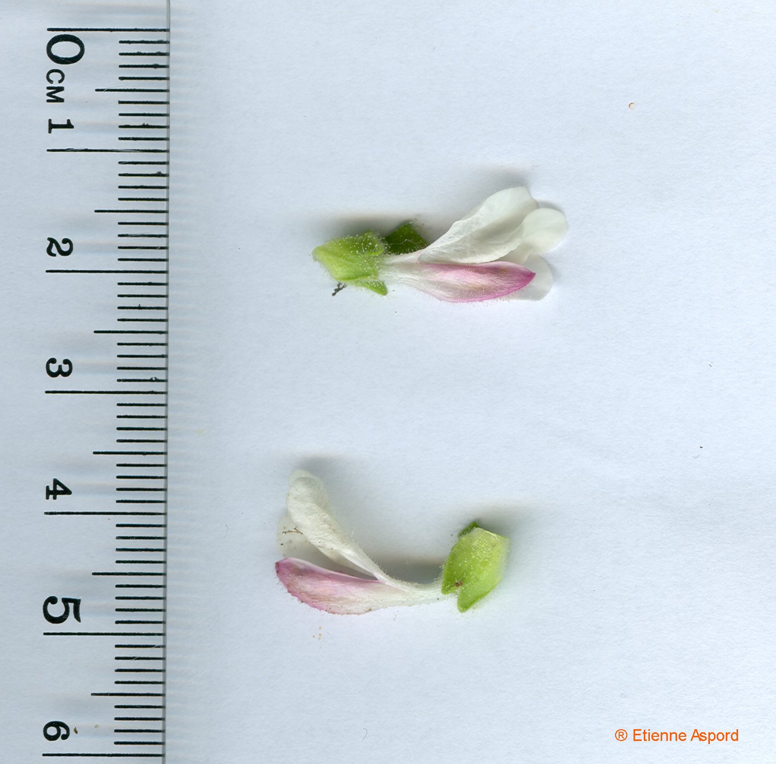 Bartsia trixagobartsia trixago