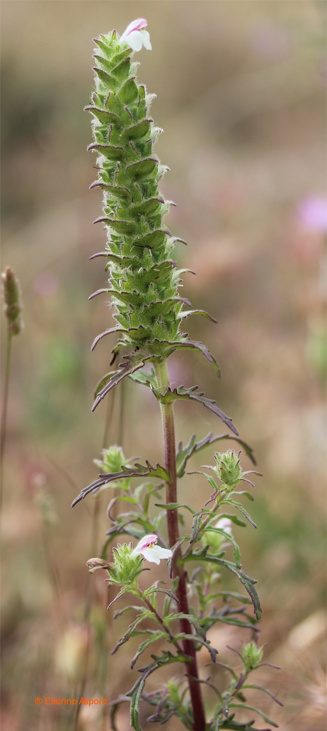 Bartsia trixagobartsia trixago