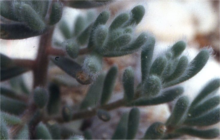 bassia hirsuta