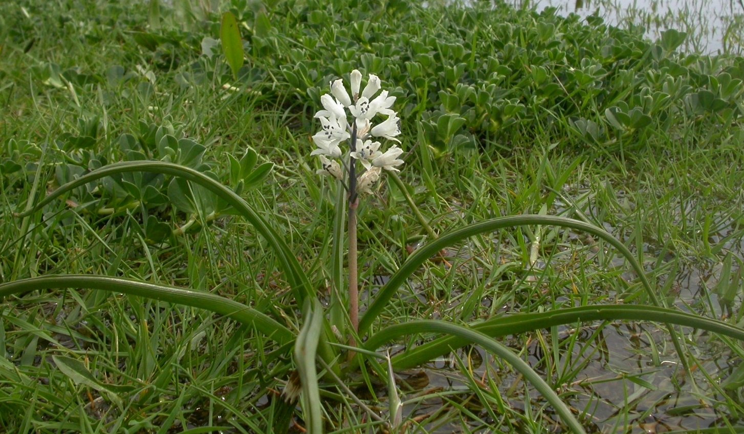 bellevalia romana