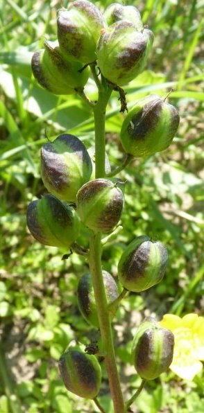 bellevalia romana