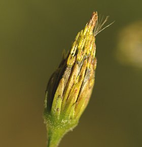 bidens bipinnata