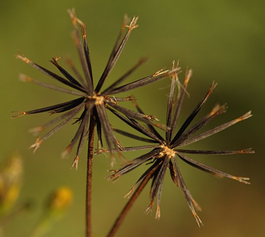 bidens bipinnata