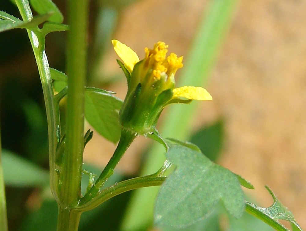 bidens bipinnata