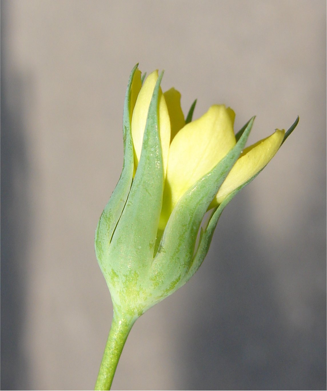 blackstonia imperfoliata