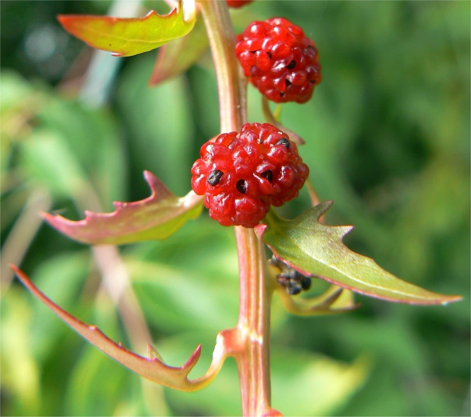 Blitum virgatumblitum virgatum