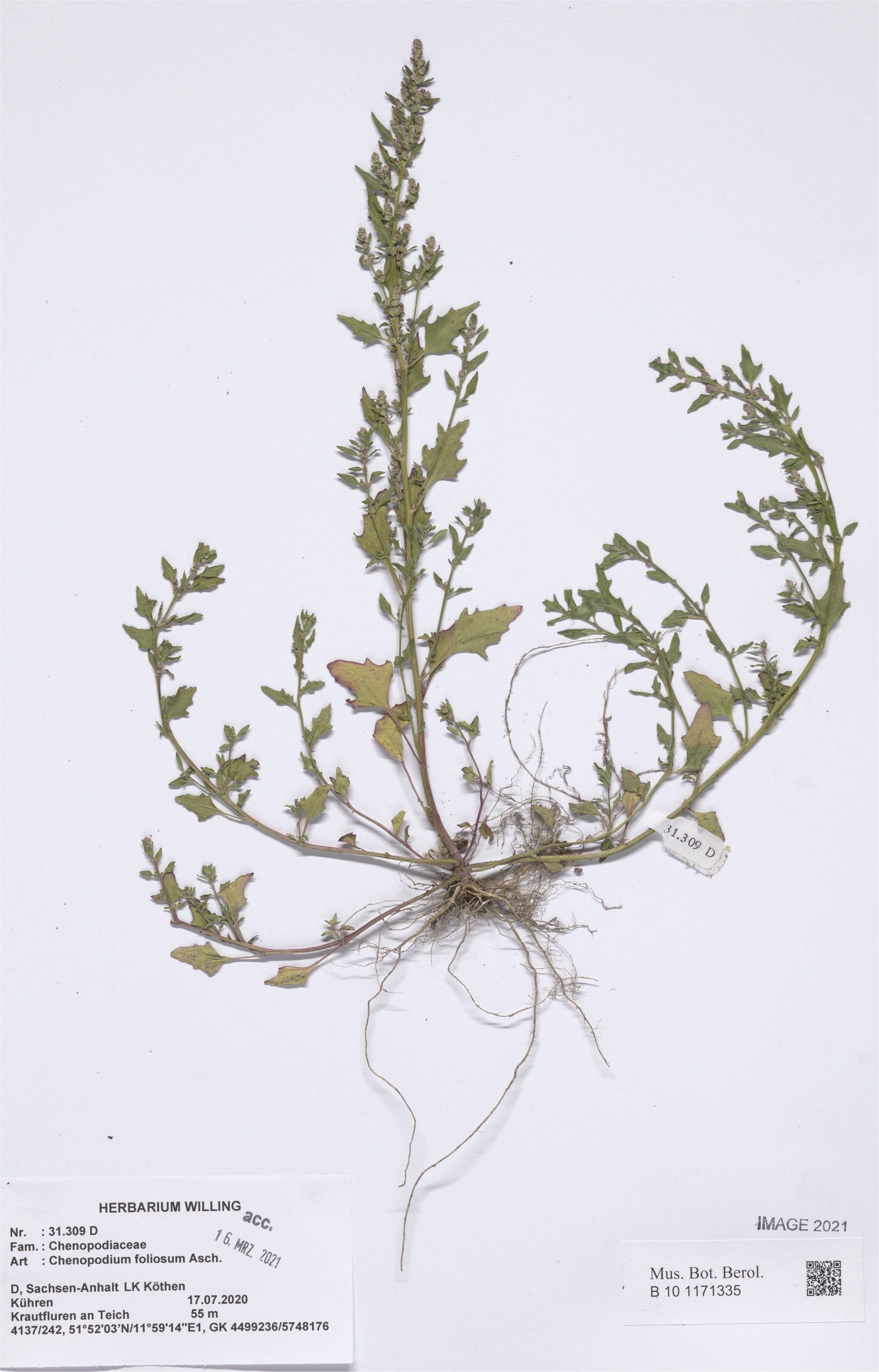 Blitum virgatumblitum virgatum