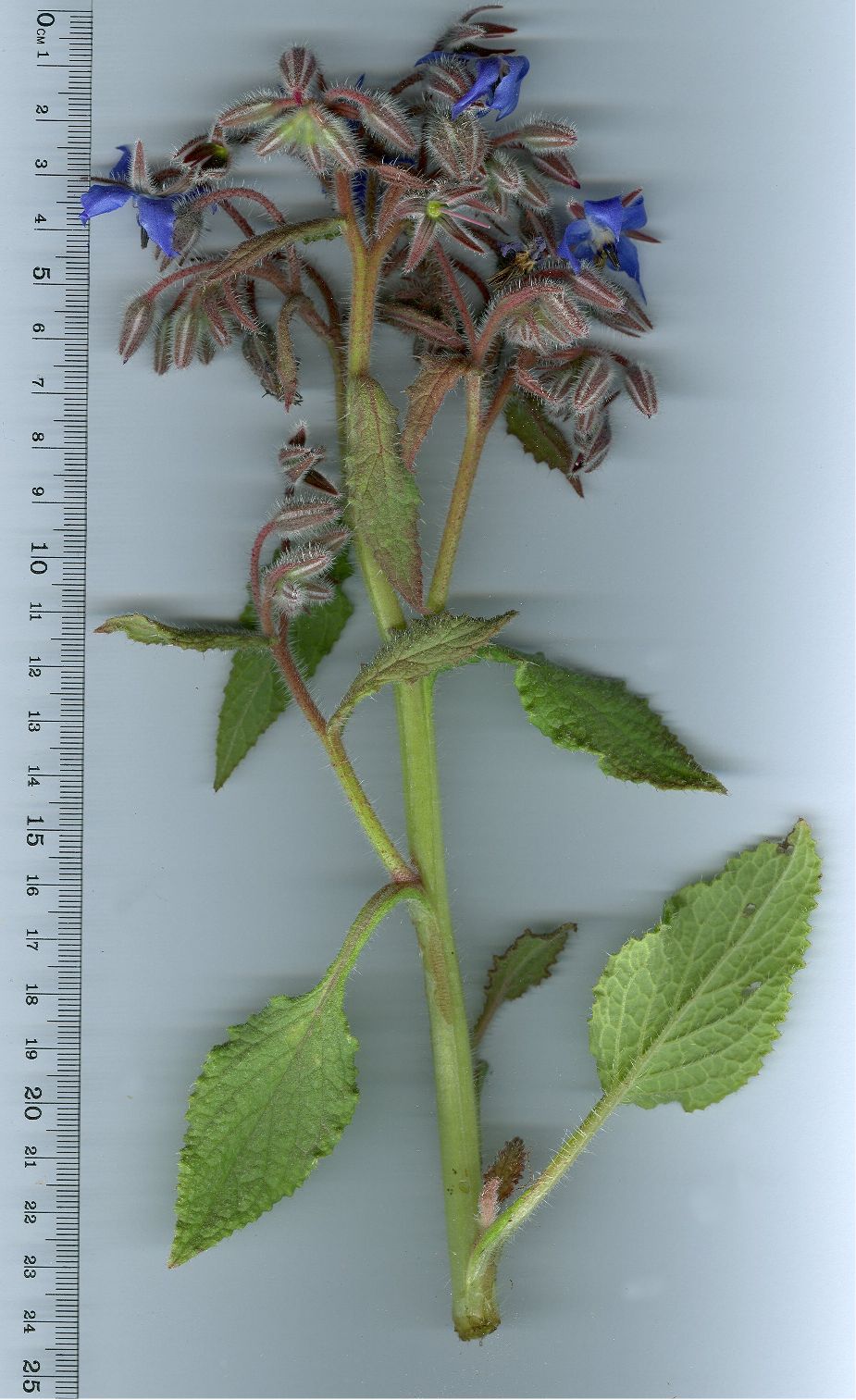 Borago officinalisborago officinalis