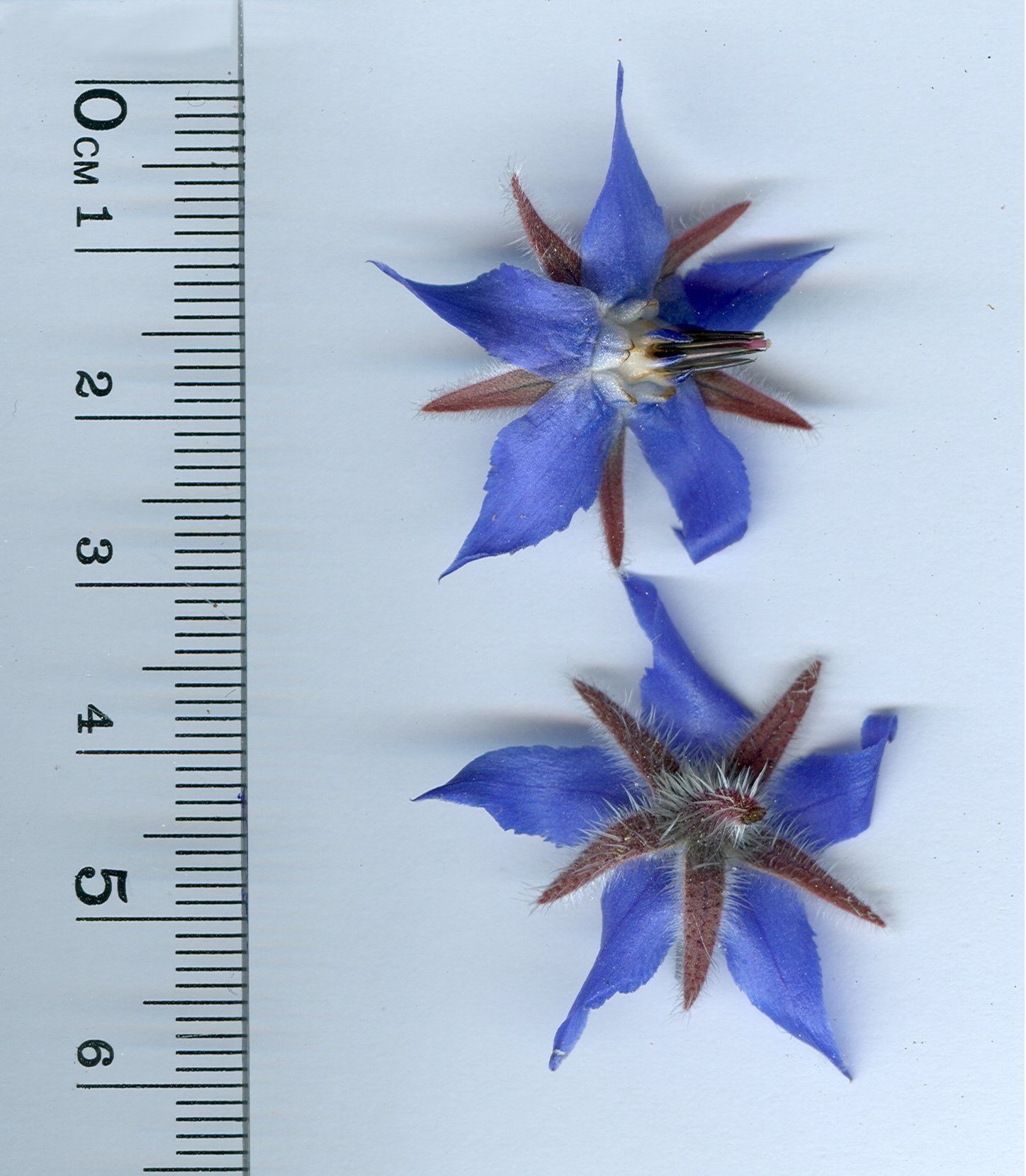 Borago officinalisborago officinalis