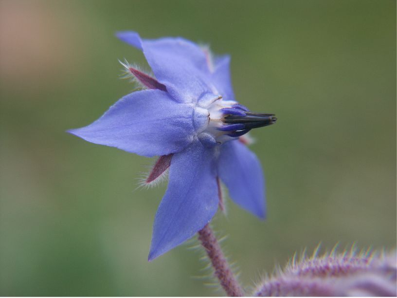 Borago officinalisborago officinalis