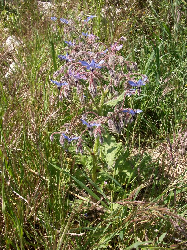 Borago officinalisborago officinalis