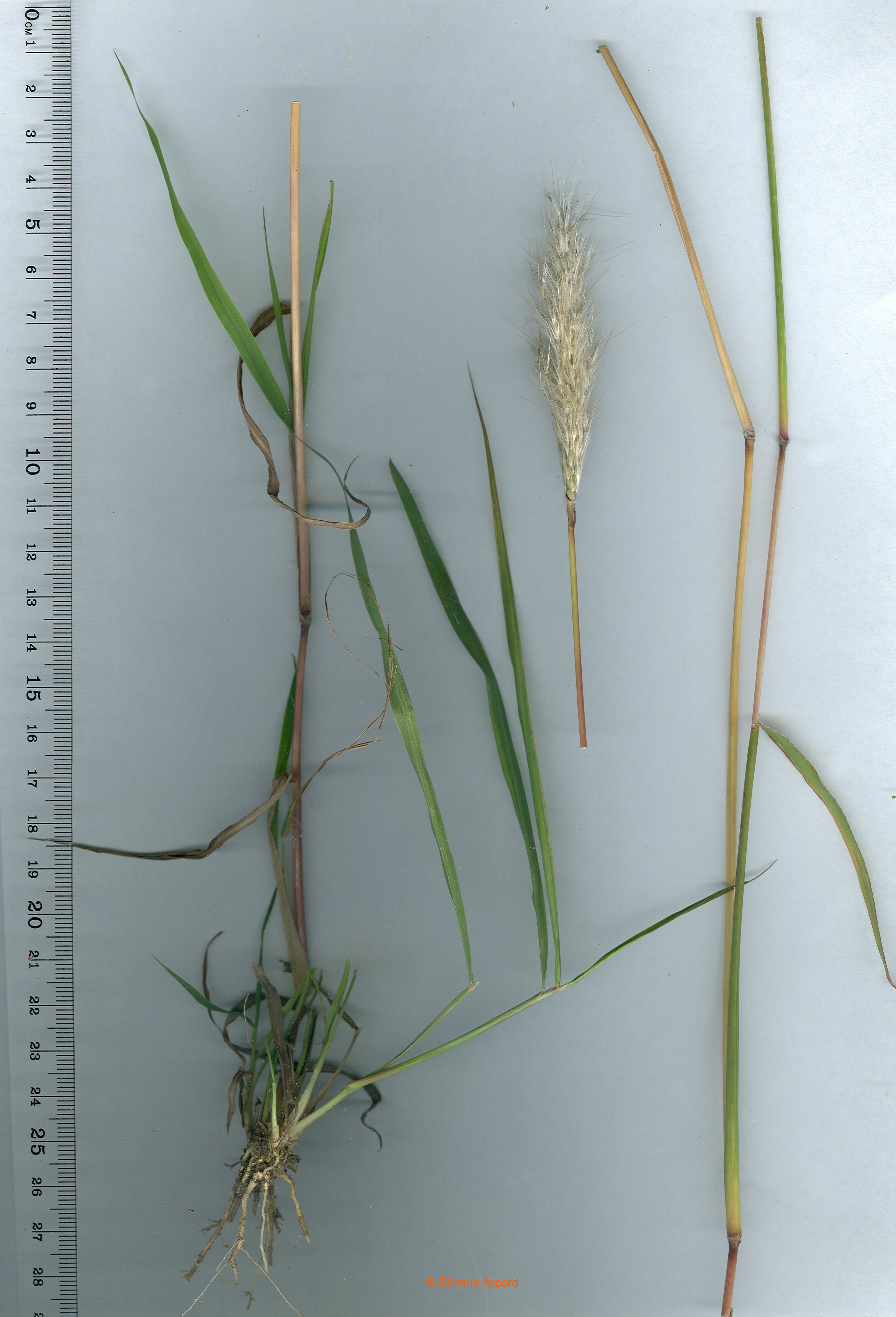 bothriochloa binodis