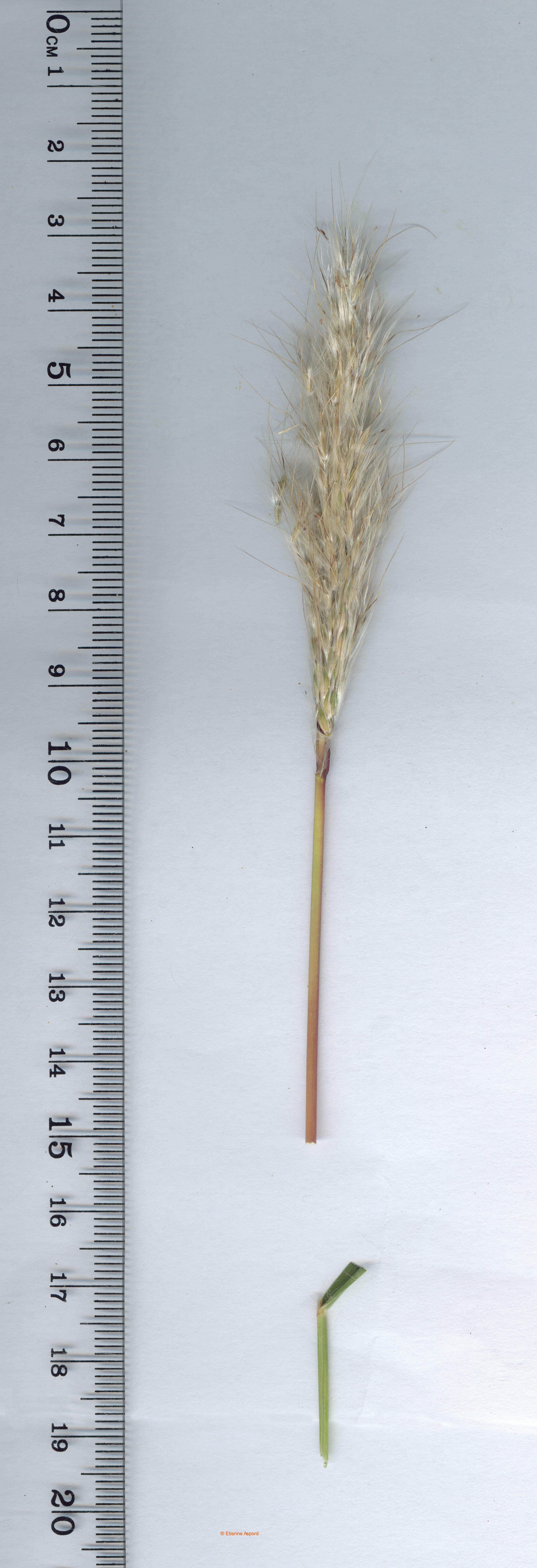 bothriochloa binodis