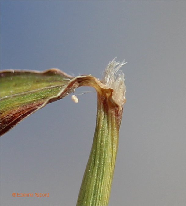 bothriochloa binodis