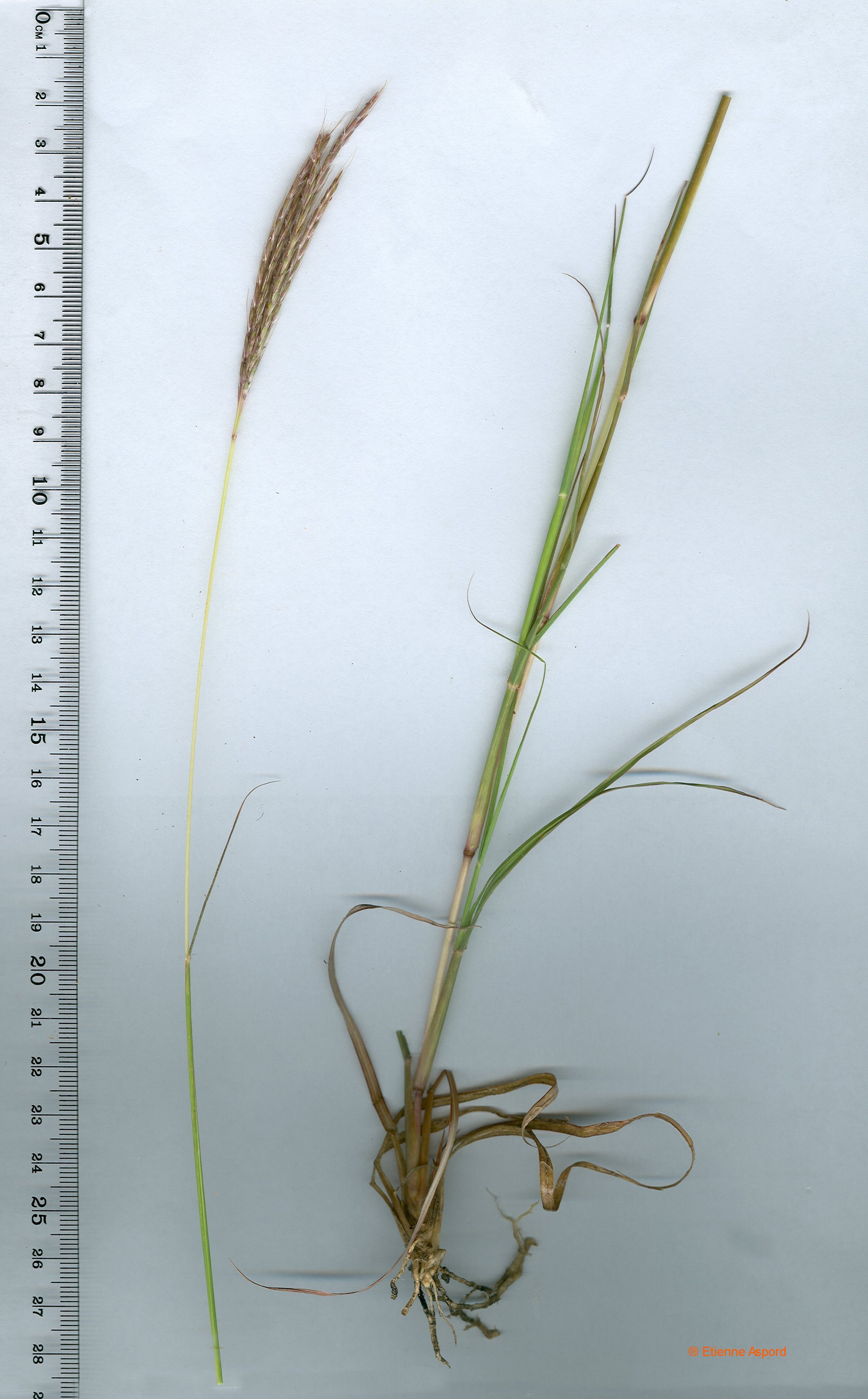 bothriochloa ischaemum