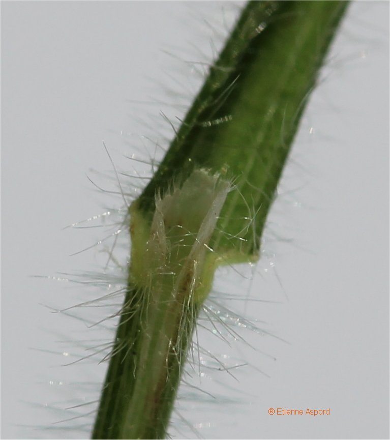brachypodium sylvaticum
