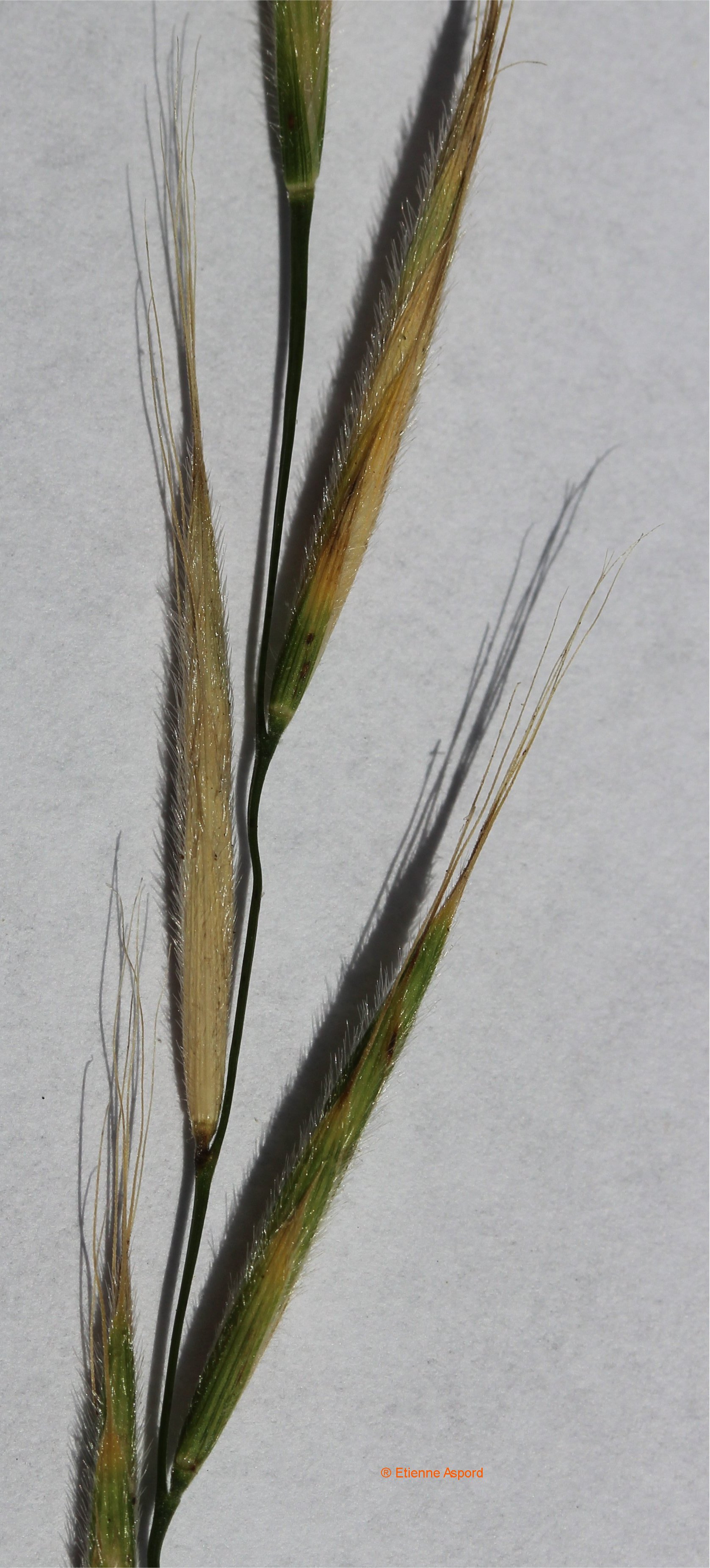 brachypodium sylvaticum