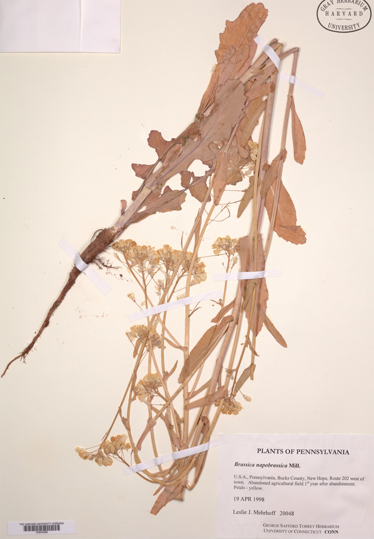 brassica napus subsp rapifera 