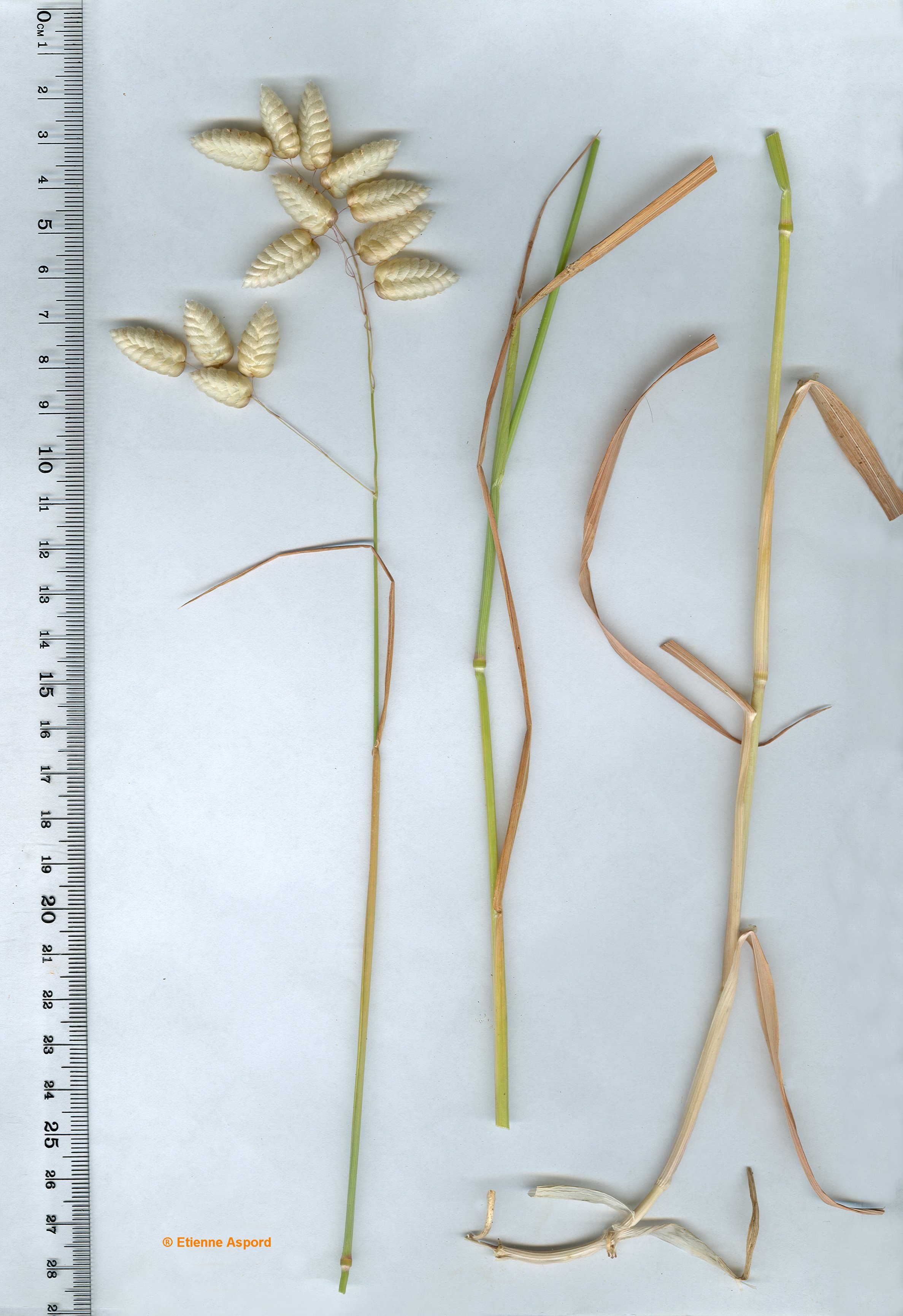 briza maxima