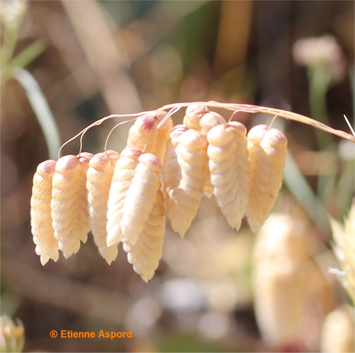 briza maxima