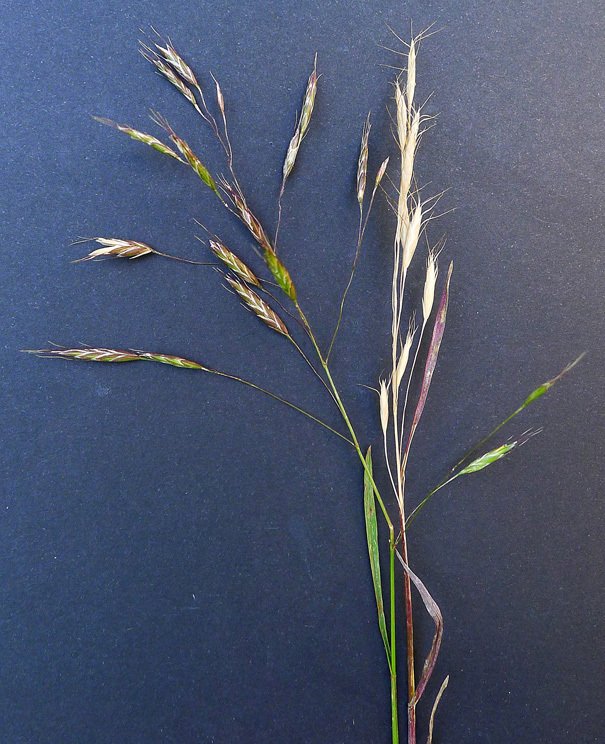 bromus arvensis
