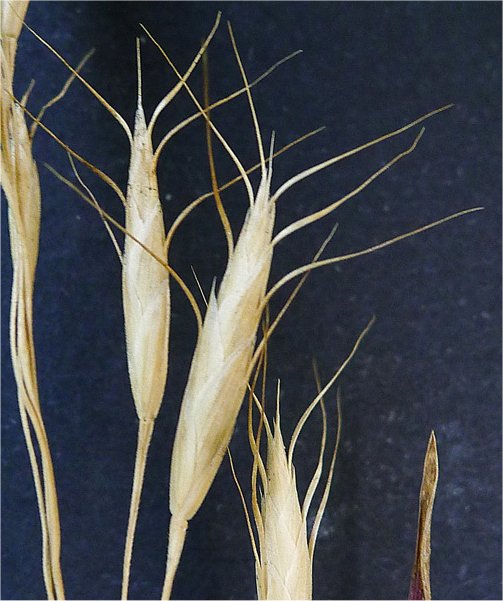 bromus arvensis
