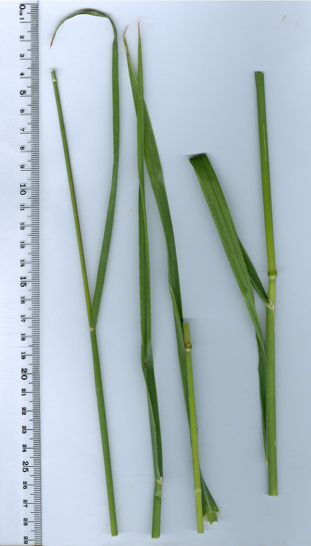 bromus catharticus